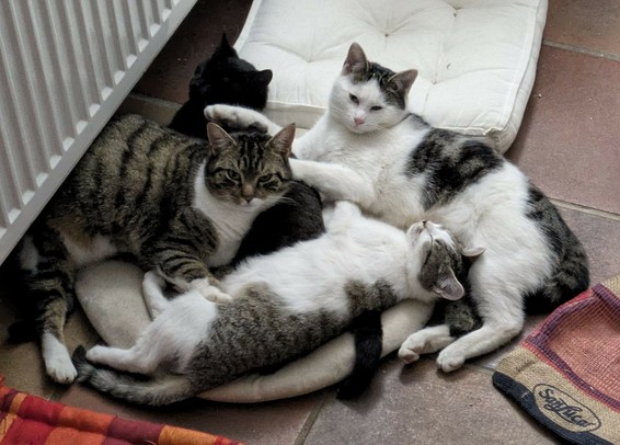 eine große Katze, ein mittlere Mai-Katze und zwei kleine August-Kater liegen aneinander gekuschelt auf einem Kissen. Links davon ein Heizkörper