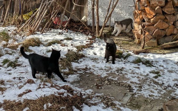 zwei schwarze Katzen stehen sich gegenüber und schauen sich an. Im Hintergrund noch eine kleine weißgetigerte Katze