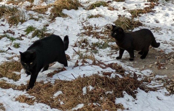 die größere schwarze Katze läuft in Richtung Fotograf und der kleinere schwarze Kater schaut ihr hinterher