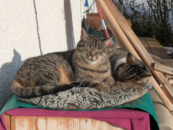 zwei Katzen liegen aneinander gekuschelt auf einem Kissen in der Sonne