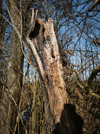 ein halb offener Baumrest in der Sonne. Pilzstrukturen in der Mitte vom halbierten Stamm