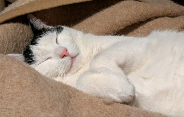 eine fast weiße Katze liegt auf dem Rücken und hat die Augen geschlossen und schläft