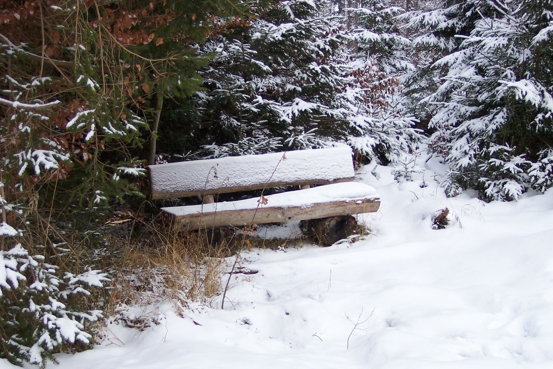 vor einigen schneebedeckten Fichten steht eine hölzerne Bank. Auch auf ihr liegt Schnee; sowohl auf der Rückenlehne, wie auch auf der Sitzfläche