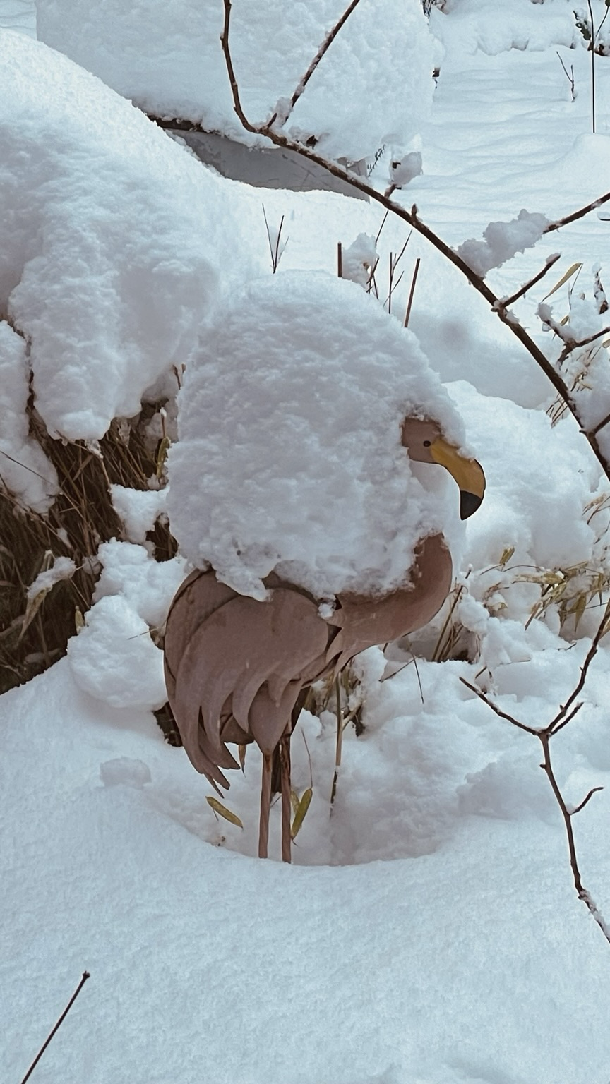 Selbst unser Flamingo hat sich einen Pelz zugelegt 😂❄️🥶