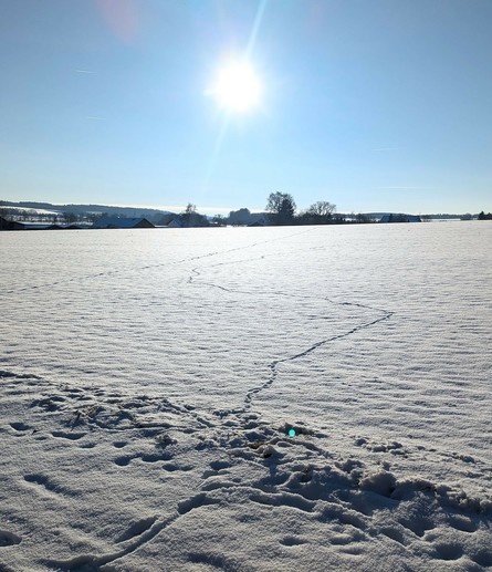 helle Sonne am blauen Himmel,nSpuren im weiten verschneiten Feld