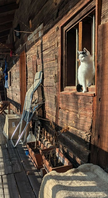 eine fast weiße Katze sitzt außen vorm Fenster in einem Holzbau mit dunklen Balken