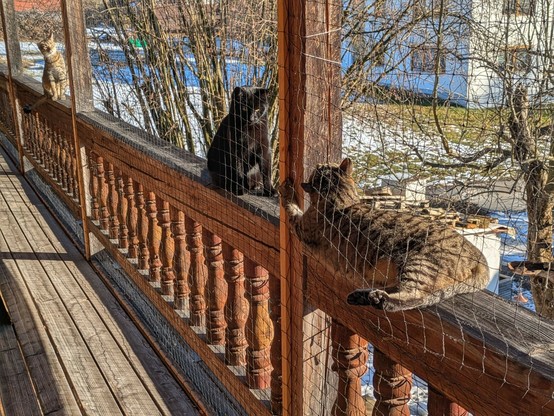 auf dem alten hölzernen Balkongeländer sitzen bzw liegen 3 Katzen.n1 graugetigerte liegt außerhalb von Netz. Hinter dem nächsten senkrechten Balken sitzt eine schwarze und hinter dem nächsten senkrechten Balken sitzt ein graugetigerter Kater innerhalb von Netz