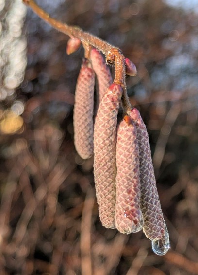mehrere Samenstände einer Haselnuss in der Sonne. an einem hängt ganz unten ein Tropfen