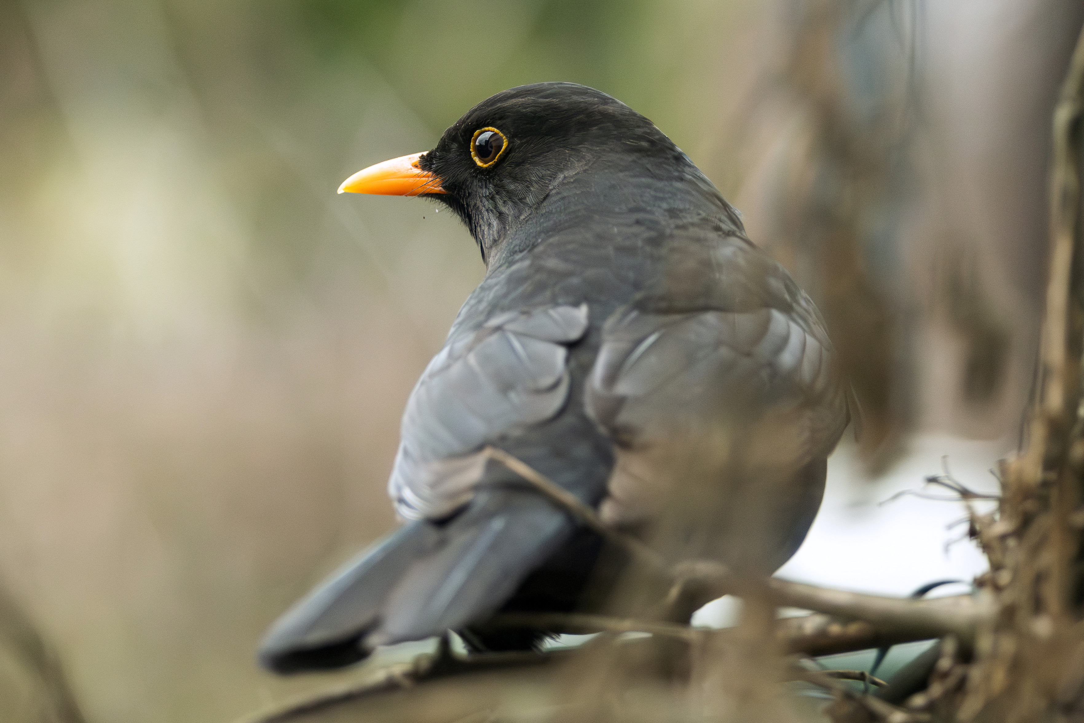 Das Bild zeigt eine Nahaufnahme einer Amsel, die auf einem Ast sitzt. Die Amsel hat ein glänzend schwarzes Gefieder und einen leuchtend gelben Schnabel. Sie schaut über ihre Schulter, wodurch ihr Auge gut sichtbar ist. Der Hintergrund ist unscharf und zeigt grüne und braune Töne, was darauf hindeutet, dass sich die Amsel in einer natürlichen Umgebung befindet.