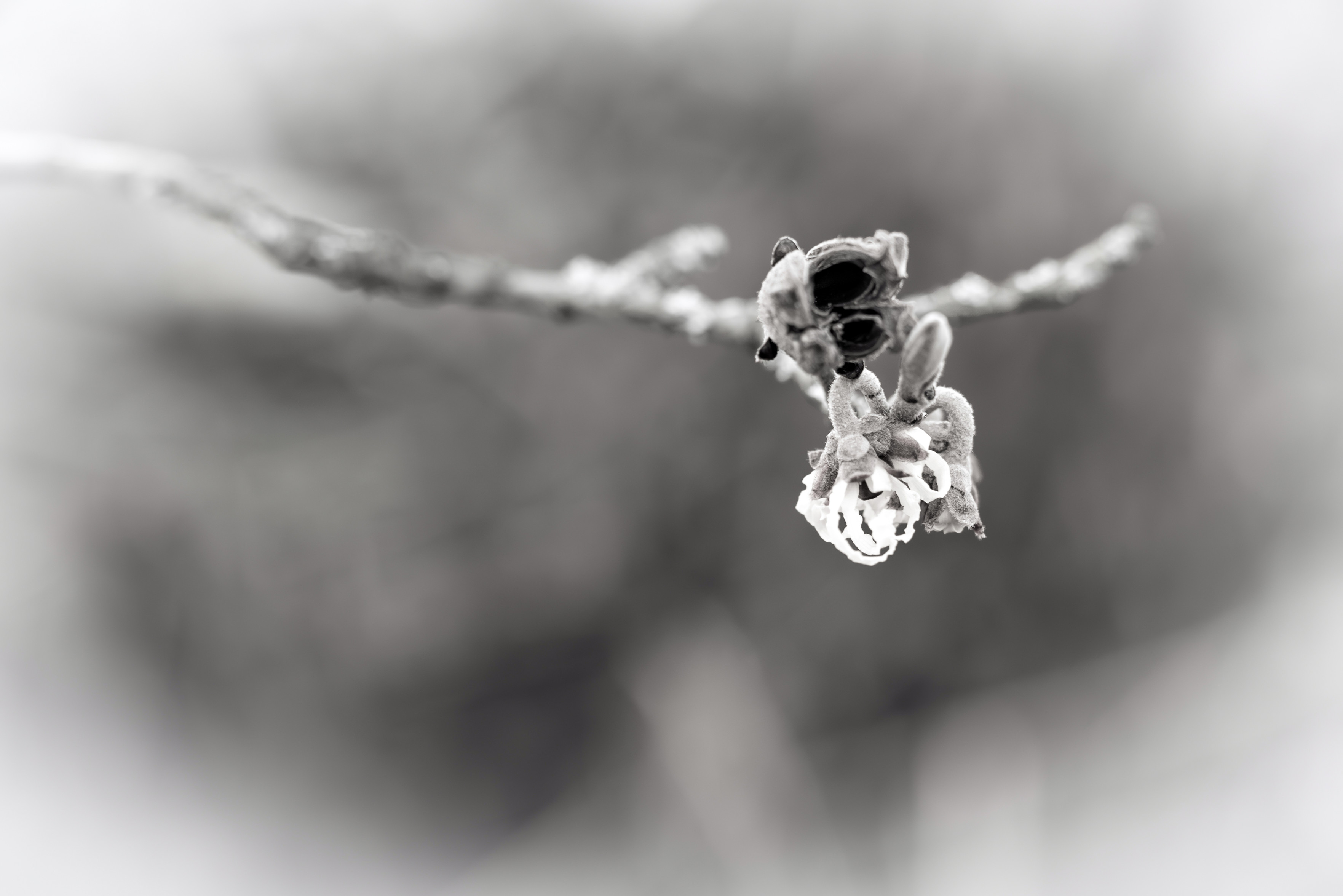 Das Schwarzweißfoto zeigt eine zart geöffnete Blüte am Strauch einer Zaubernuss oder auch Hamamelis genannt.