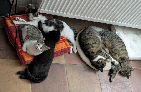 5 Katzen liegen auf zwei Kissen am Boden verteilt auf einem Fliesenboden in der Nähe einer Heizung. 3 Katzen liegen nur z.T. auf den Kissen. 2 erwachsene Katzen auf einem Kissen und 2 kleine und eine mittlere auf dem anderen Kissen