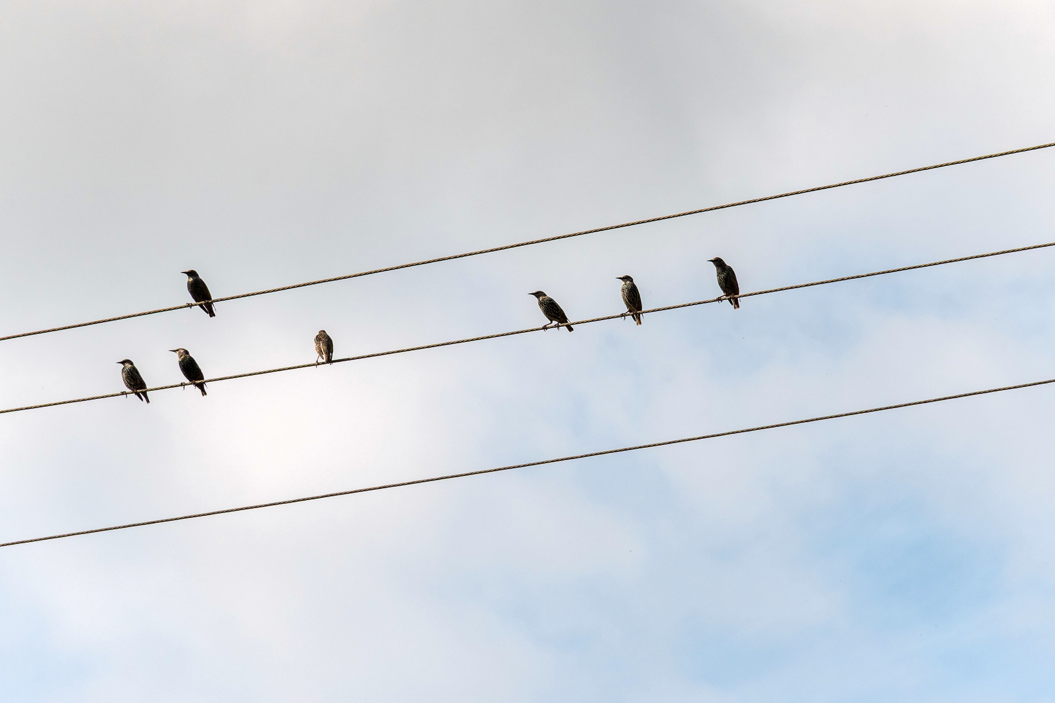 Sieben Stare sitzen auf drei Stromleitungen vor wolkigem Himmel.
