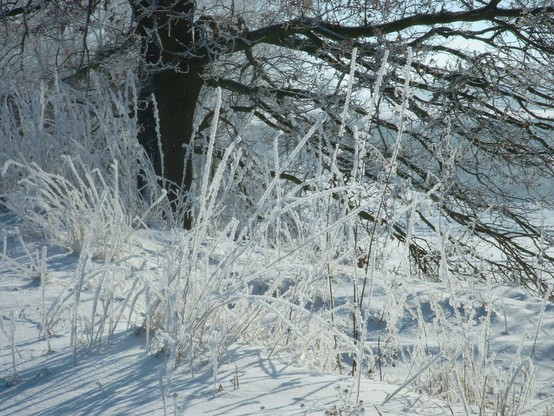Dick mit Rauhreif bedeecktes Gras präsentiert sich glitzernd im Sonnenlicht, das die Schneedecke reflektiert. Hinter den Gräsern hohe Bäume, die Stämme bieten einen schönen dunklen Kontrast zum hellen Vordergrund. Der bleue Himmel blitzt rechts oben durhc die Baumkronen. Das Bild vermittelt die Kälte von 20 Grad Minus sehr gut.