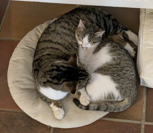 eine große und kleine getigertweiße Katze liegen auf einem runden Kissen auf dem Fliesenboden. Die große Katze putzt die kleine Katze