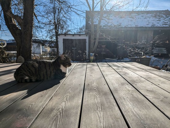 eine liegende Katze im Gegenlicht auf der Holzterrasse