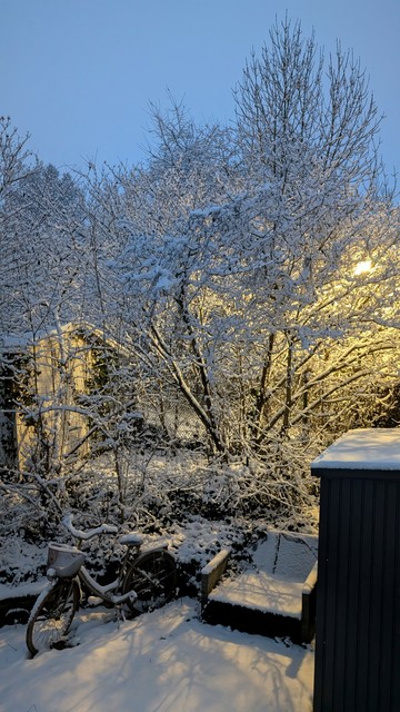 Verschneite Büsche und Bäume im Morgenlicht, davor ein schneebedecktes Sofa und Fahrrad in einem Garten.