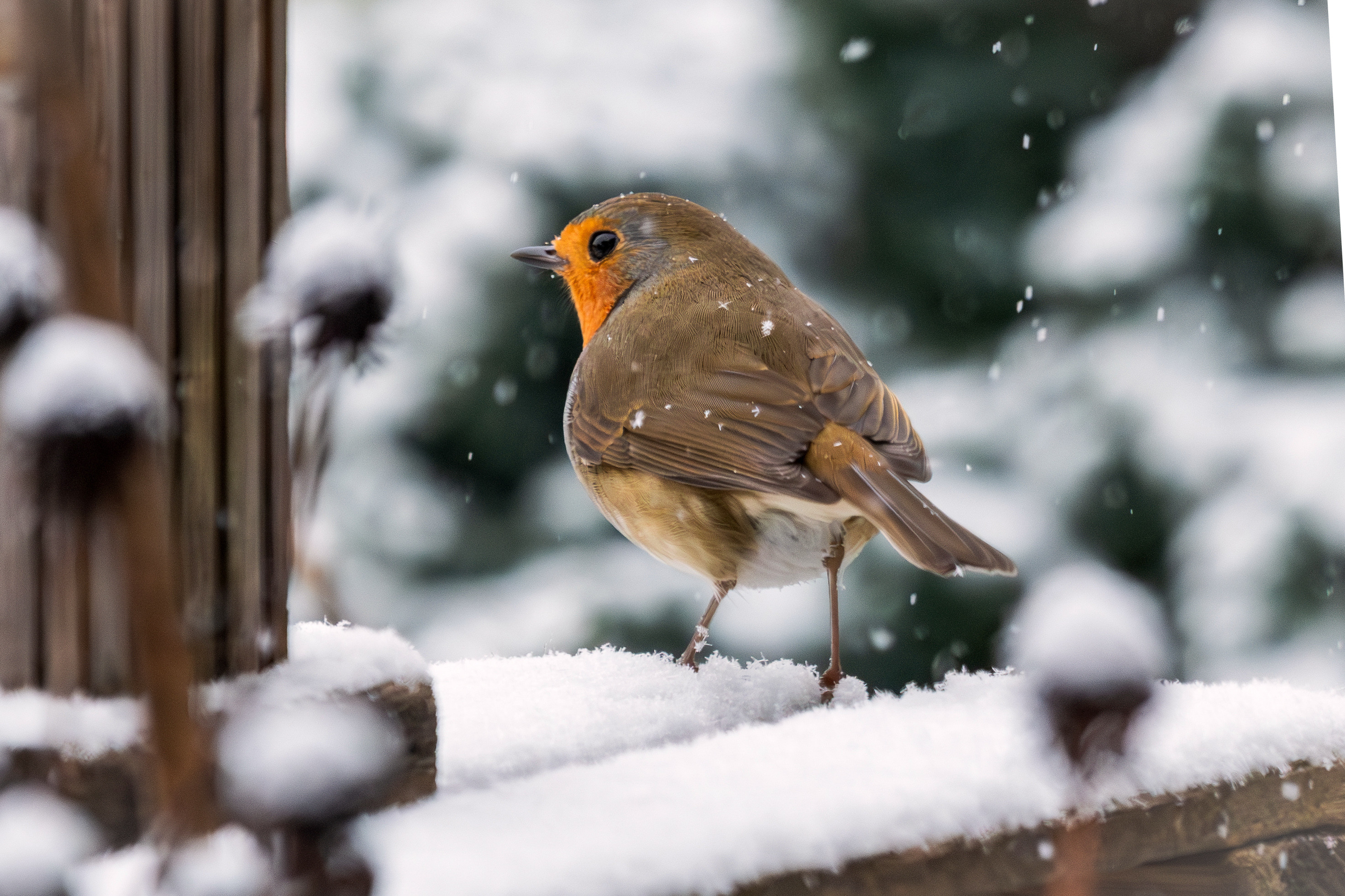 Das Bild zeigt ein Rotkehlchen, das an einem verschneiten Wintertag auf einer Holzkiste sitzt.
Das Bild zeigt im Vordergrund ein Rotkehlchen mit orangeroter Brust, das seitlich auf einem schneebedeckten Holzzaun sitzt. Schnee fällt leicht, erkennbar an feinen, weißen Pünktchen im Hintergrund. Der Hintergrund ist unscharf und zeigt Bäume und Sträucher, die ebenfalls mit Schnee bedeckt sind. Die Kiste besteht aus dunklem Holz, das ebenfalls teilweise mit Schnee bedeckt ist. Die Farben im Bild sind überwiegend gedämpft, mit Weiß-, Braun- und Grautönen, was die winterliche Atmosphäre unterstreicht.