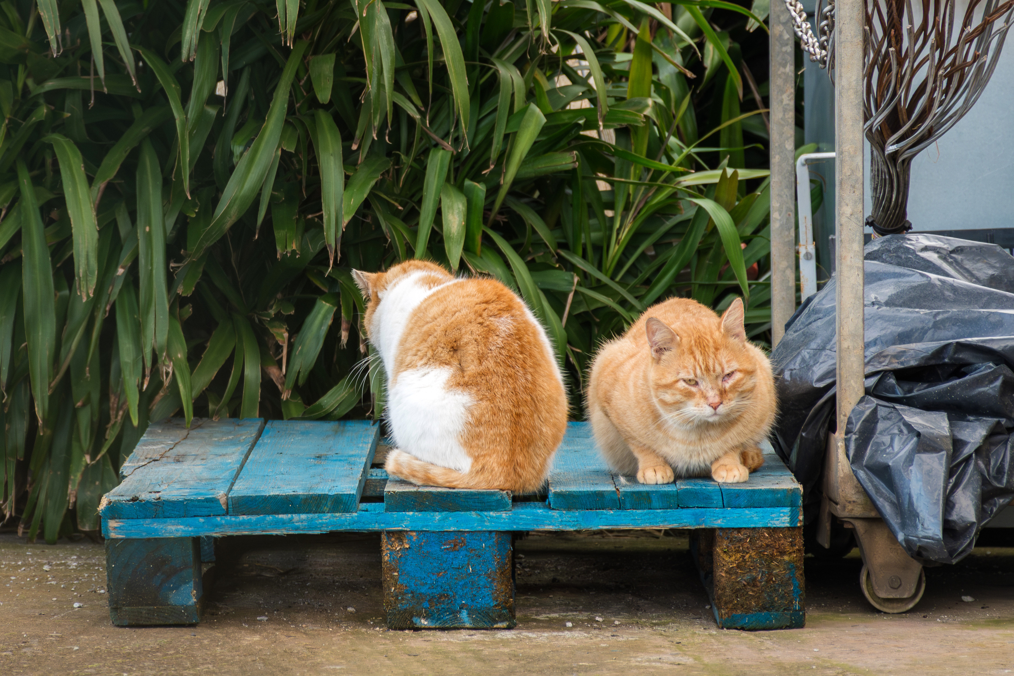 Das Bild zeigt zwei orangefarbene Katzen, die auf einer blauen Palette sitzen.
Ein Foto von zwei Katzen auf einer blauen Holzpalette. Die linke Katze ist weiß und orangefarben gefleckt und sitzt mit dem Rücken zum Betrachter. Die rechte Katze ist einfarbig orangefarben und blickt nach vorne. Im Hintergrund sind grüne Pflanzen und eine mit schwarzer Plane abgedeckte Karre zu erkennen.