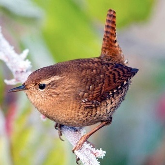 troglodyt@troet.cafe