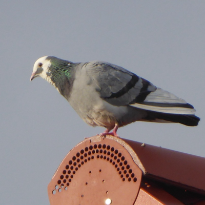 taubeaufdemdach@troet.cafe