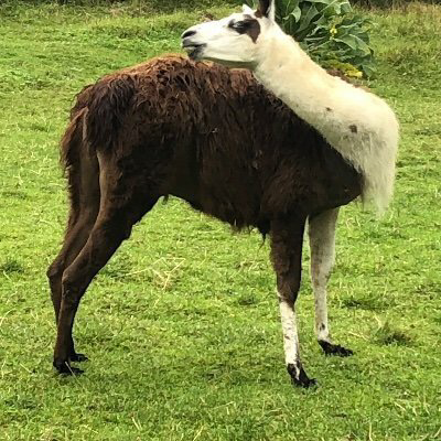 rotsloeffel@troet.cafe