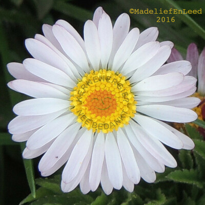 madeliefenleed@troet.cafe