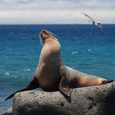 kuestentroete@troet.cafe