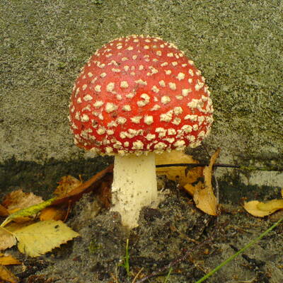 pr0m3th3us@troet.cafe