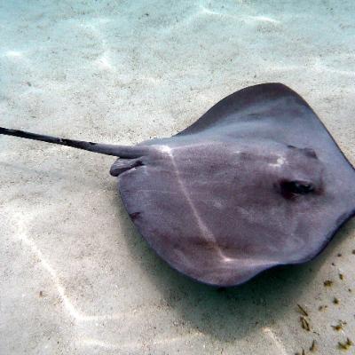 stepano stingray
