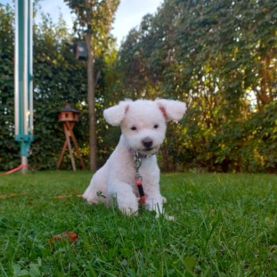 Frollein Tilly