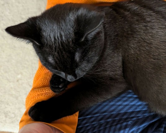 ein kleiner schwarzer Kater liegt auf unterschlagenen Beinen und einem Arm.