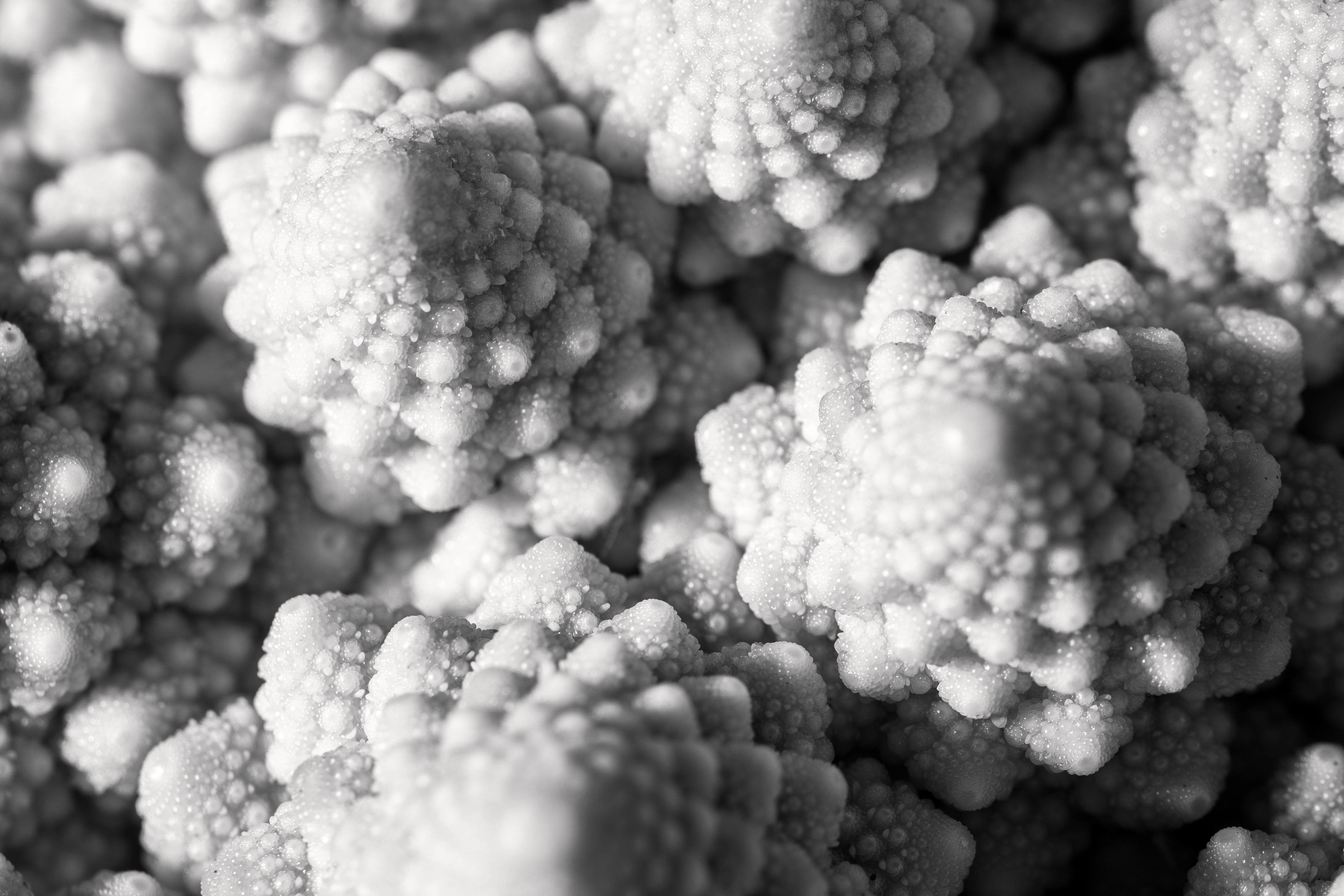 Das Schwarz-Weiß-Bild zeigt eine Nahaufnahme von Romanesco, die geometrische Muster aufweist.
Das Bild ist eine Schwarz-Weiß-Nahaufnahme von Romanesco. Die Köpfe sind eng aneinander gepackt und füllen den Großteil des Bildes aus. Sie haben eine ausgeprägte geometrische Form mit spiralförmigen Mustern, die sich nach außen erstrecken. Jeder Röschen ist in kleinere, ähnlich geformte Röschen unterteilt, was einen fraktalen Effekt erzeugt.