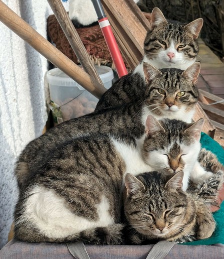 4 mittlere (weiß)getigerte Katzen liegen oder sitzen so, dass die 4 Köpfe in einer aufsteigenden Reihe hintereinander angeordnet sind