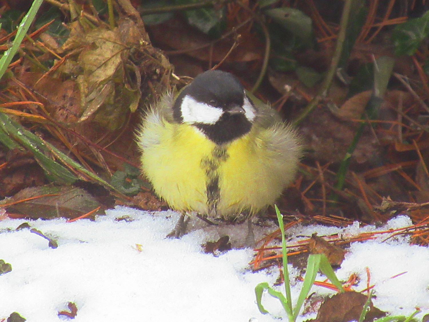 Eine Kohlmeise sitzt vor Resten von Schnee zwischen Laub und Zweigen. Sie ist stark aufgeplustert.