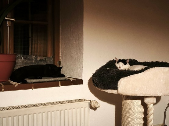eine kleine Katze liegt in der Fensternische. In einem erhöhten Körbchen auf einer Kratzsäule liegt eine fast weiße Katze. beide schlafen