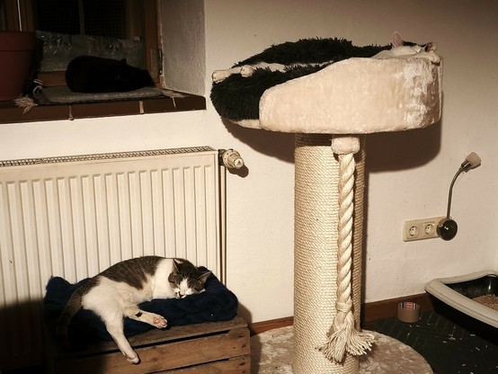 drei schlafende Katzen.