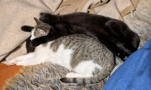 ein kleiner schwarzer Kater und ein weißgetigerter kleiner Kater liegen längs aneinander gekuschelt auf dem Schaffell auf der Couch