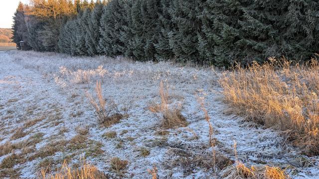 Rauhreif- und schneebedeckte bedeckte Wiese mit Wald im Hintergrund 