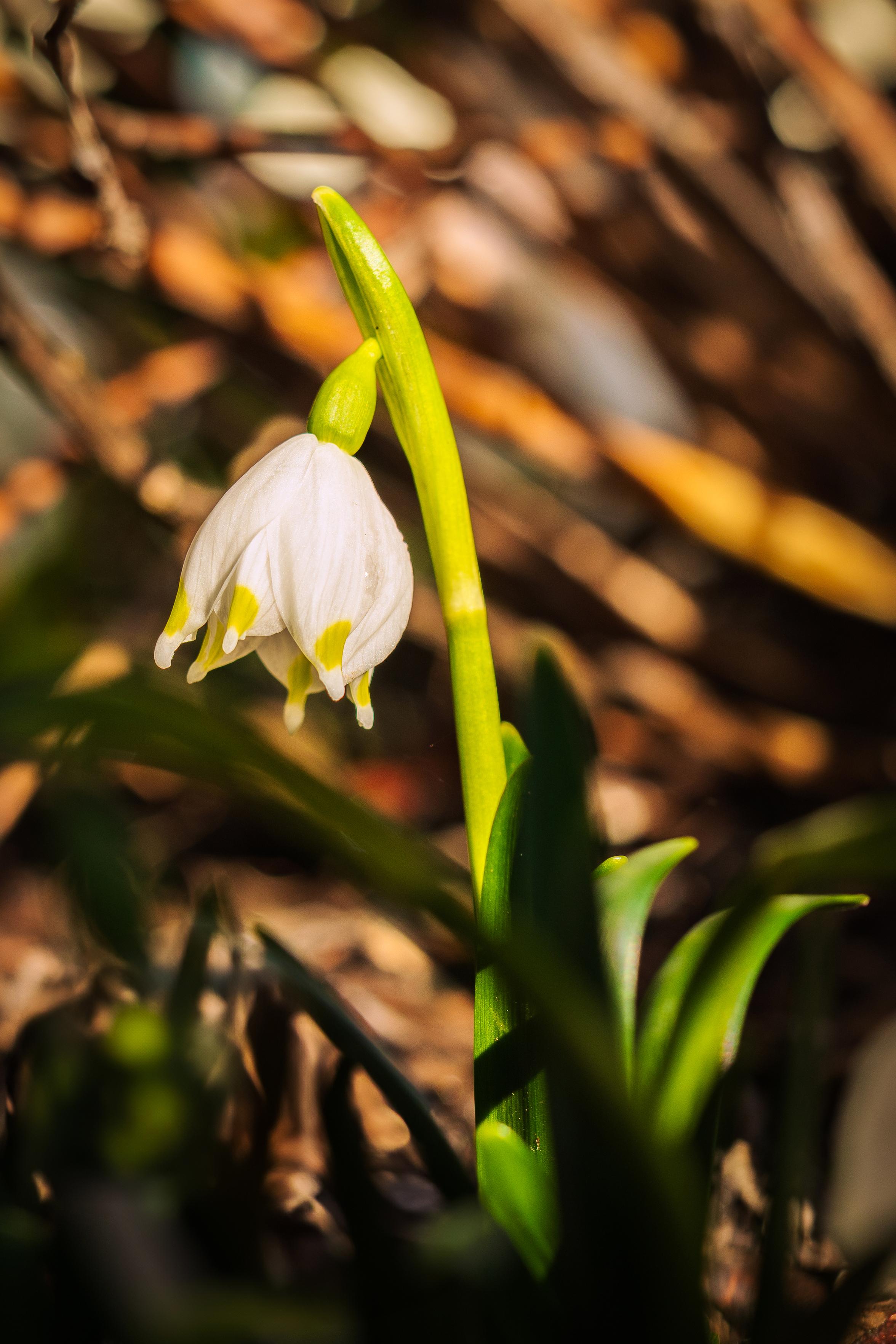 Dieses Bild zeigt eine Nahaufnahme einer einzelnen Frühlingsknotenblume, auch Märzenbecher genannt, die sich aus dem dunklen, unscharfen Hintergrund erhebt. Die Blüte ist weiß mit gelben Spitzen an den Blütenblättern und hängt an einem leuchtend grünen Stiel. Das Licht fällt sanft auf die Pflanze, wodurch die Textur der Blütenblätter hervor gehoben wird.