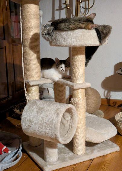 Auf einem Katzenspielplatz und Kratzgestell liegt im ersten Stock ein kleiner weißgetigerter Kater und im zweiten Stock im Körbchen ein getigerter Kater