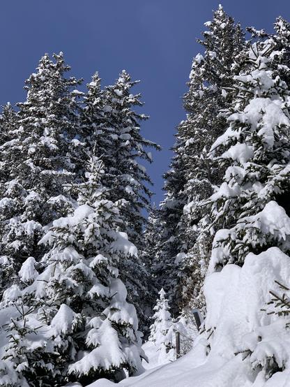 Eine kleine, sehr verschneite Tanne steht zwischen etwa sieben viel grösseren, welche den Schnee schon mehr abgeworfen haben. Blick leicht aufwärts gegen den Hang, der Himmel ist tiefblau.
