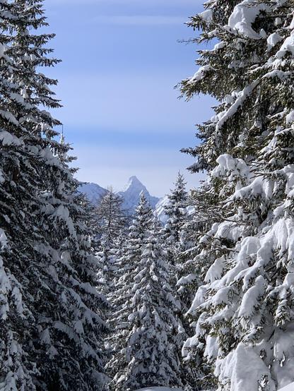 Blick durch verschneite Tannen auf das Tinzenhorn, das wegen einer gewissen Ähnlichkeit mit dem Matterhorn von der Bündner Tourismuswerbung mit dem Spruch „Das Original steht in Graubünden“ beworben wird. Der Himmel ist blau mit Schleierwolken.