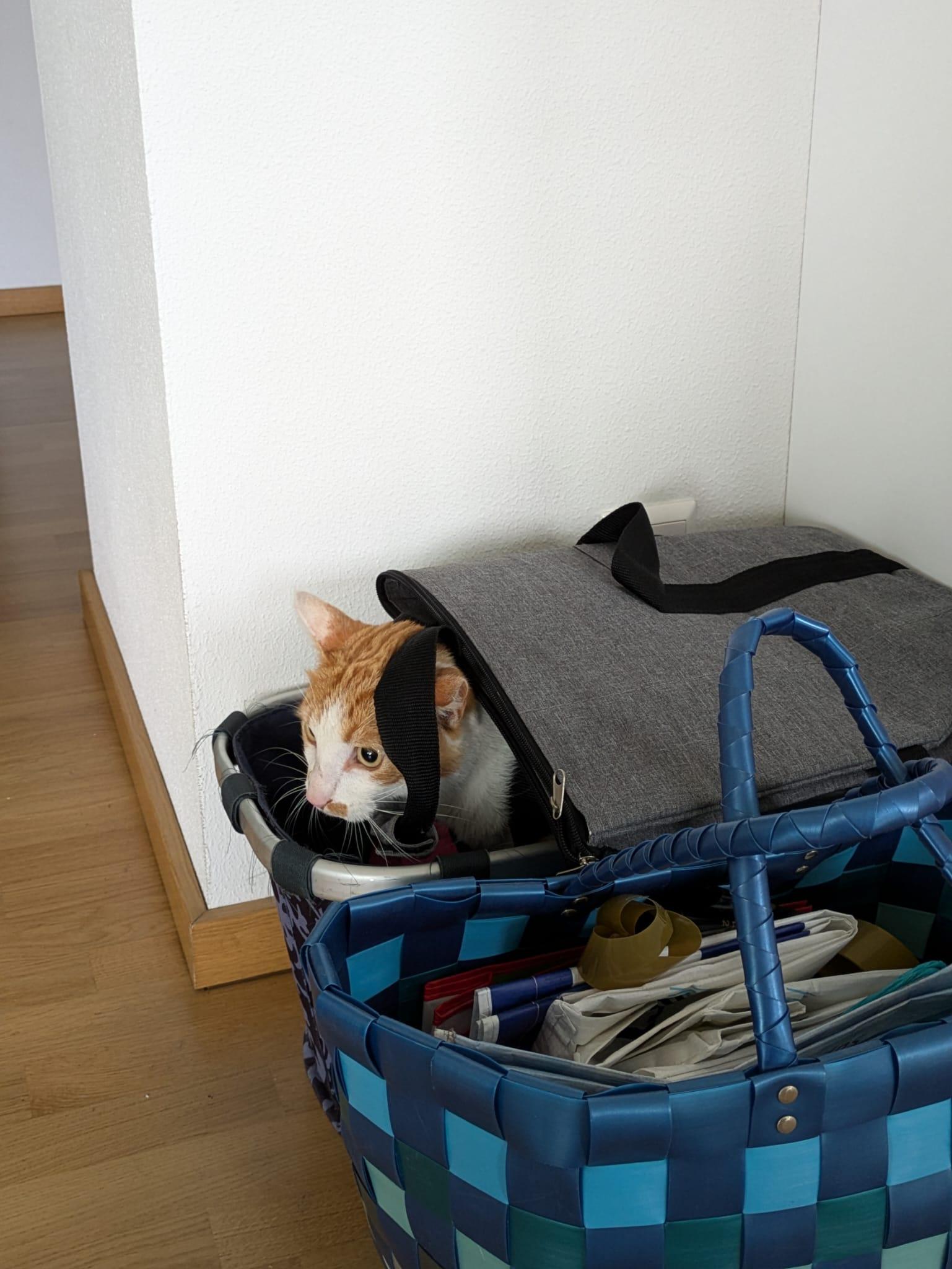Ein Foto. Nachbars Kater versucht sich, in einem Korb zu verstecken