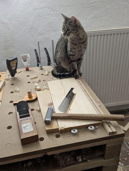 ein graugetigerter Kater sitzt auf der Lochplatte, die zuoberst auf einer Werkbank liegt.nEin Hobel, ein Hammer und ein altes Sägeblatt liegen im Vordergrund. Ein kleines Fichtenholzbrett mit Längsspalte liegt auch da