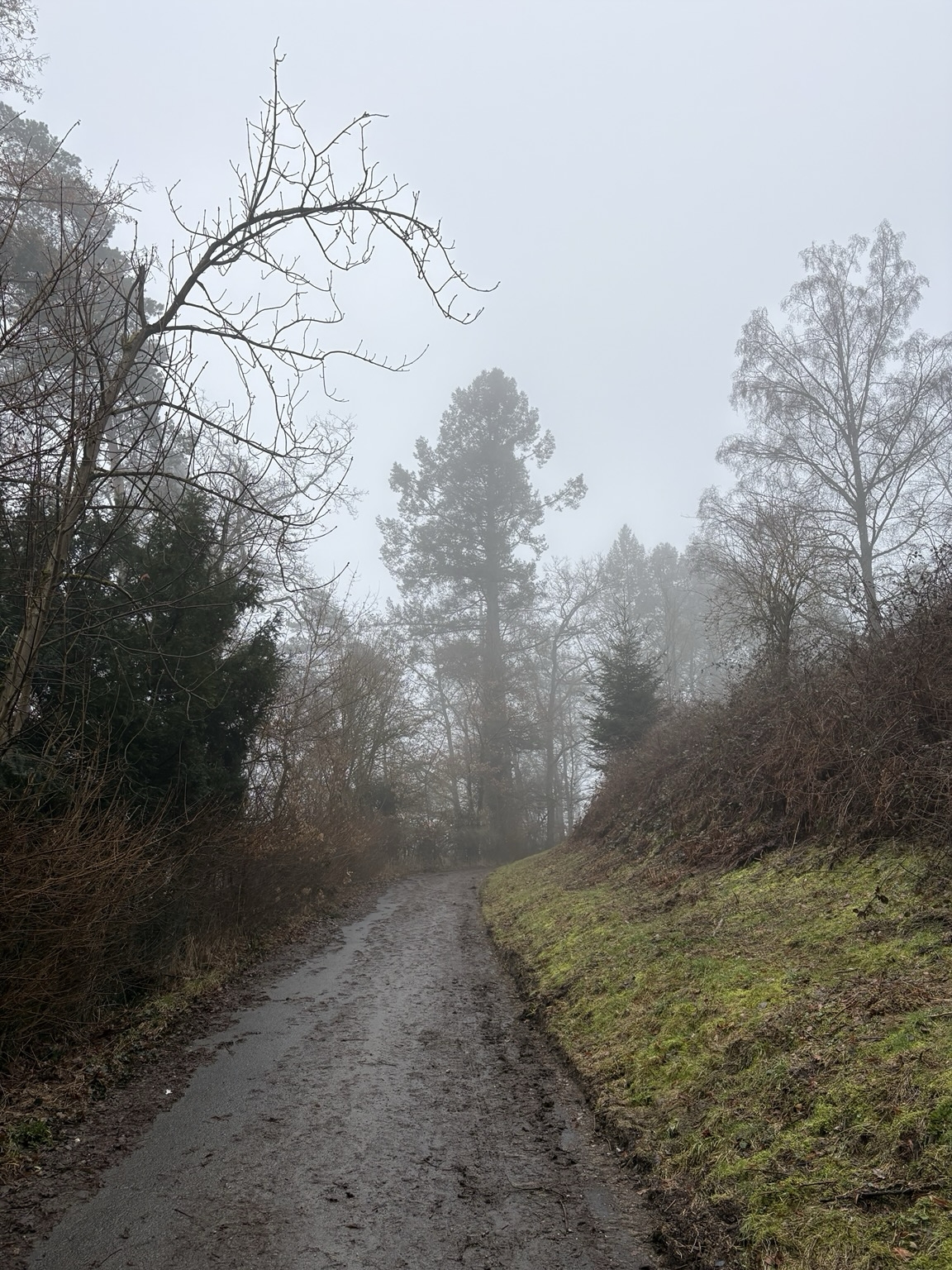 Matschiger asphaltierter Waldweg. Rechts Böschung hoch links Böschung runter. In 10 Metern ein Baum in Blick und Fahrrichtung, der schon leicht im Nebel liegt. Vor ihm geht es rechts um die matschige Kurve