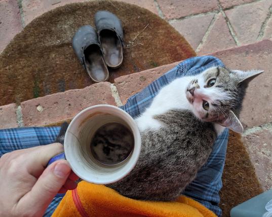 ein kleiner weißgetigerter Kater sitzt auf untergeschlagenen Beinen und schaut in die Kamera.nEine Kaffeetasse habe ich in der Hand 
