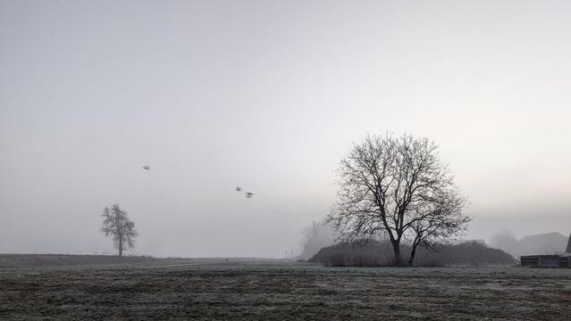 in einer graunebligen Landschaft fliegen mehrere Krähen von einem Baum weg