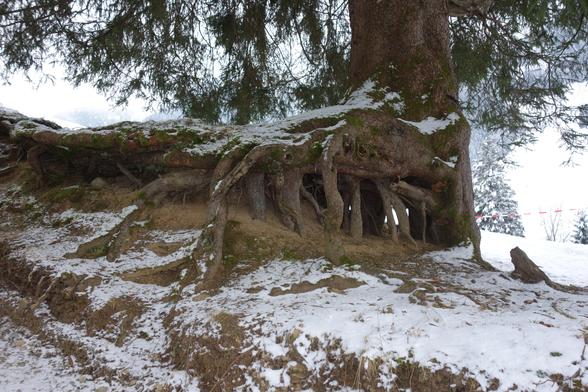 Fichte mit 50 cm Stammdicke, drei Meter von verschneiten Wegesrand entfert, deren Wurzelstock freiliegt. Man sieht die Zeinzelnen Hauptwurzeln, der Zwischenraum zwischen Wurzel oben und Boden gleicht einer kleinen Höhle. 