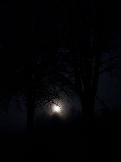 im Beginn der Morgendämmerung leuchtet im Westen der Vollmond durch dünnen Nebel zwischen den Silhouetten von zwei Laubbäumen 
