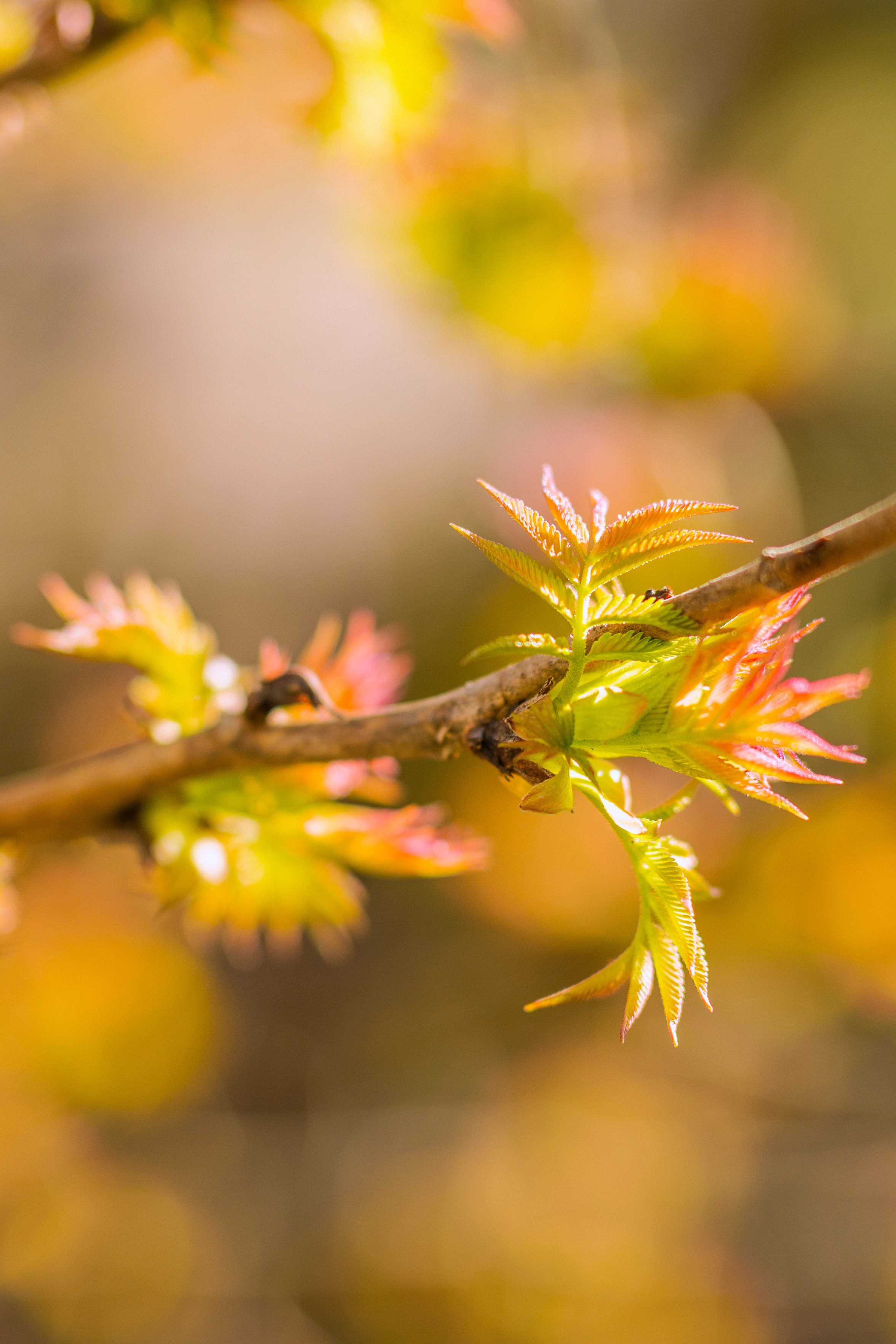 Dieses Bild zeigt eine Nahaufnahme von jungen, frisch austreibenden Blättern an einem Zweig, aufgenommen mit geringer Schärfentiefe. Die Blätter leuchten in frischem Hellgrün und zeigen an ihren Spitzen zarte rötlich-orangefarbene Töne, was auf den Beginn des Frühlings hindeutet. Der Hintergrund ist stark unscharf und besteht aus warmen, goldenen und gelblichen Farbtönen, die eine sonnige und hoffnungsvolle Atmosphäre schaffen.